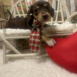 ROCKY - Chocolate and tan male Dachshund puppy in Polo, Missouri from Blue Tails Farm