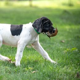 Crash - Black and white male German Shorthaired Pointer puppy in Greensburg, Kentucky from Nosam Kennels- Hungarian Vizslas, and German Shorthairs Located in Kentucky
