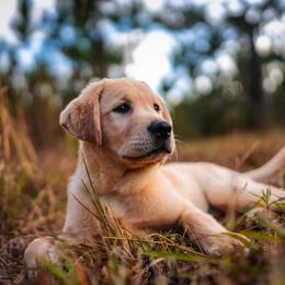 Labrador Retriever Puppies from BAK Forty Ranch