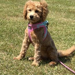 Cookie - Apricot female Goldendoodle puppy in Clarksville, Tennessee from Tennessee Goldendoodles, since 2014