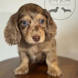 Boy 4 - Dapple male Dachshund puppy in Town Creek, Alabama from Dirt Road Dachshunds