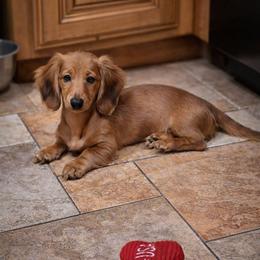 Arendelle- AKC Import Lines - Red female Dachshund puppy in Coweta, Oklahoma from Sunnyside Dachshunds