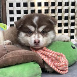 Rover (light blue collar) - Red and white male Pomsky puppy in Diamond Lake, Washington from Husky Haven WA