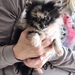 Oliver - Black parti male Pomeranian puppy in Queen Anne's County, Maryland from La Belle Pomeranians