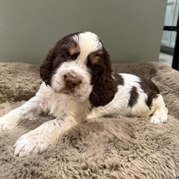 English Springer Spaniel puppies from Sara's English Springer Spaniels