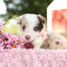 Border Collie and Maremma Sheepdog Puppies from 2J 2K Border Collies