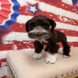 Hangman - Liver male Miniature Schnauzer puppy in Grantsville, Utah from Stellar Schnauzers