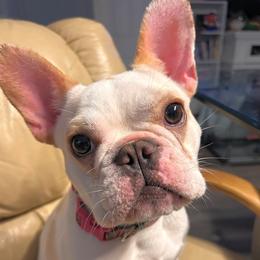 Lola - French Bulldog