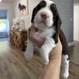 Mr Blue - Liver and white male English Springer Spaniel puppy in Pembroke Pines, Florida from Divine Springers and Borbon Frenchies
