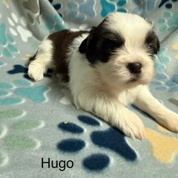 Boy 3 - Tricolor male Shih Tzu puppy in Jasper, Indiana from Jacob’s Spoiled Shih Tzu
