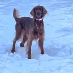 Irish Setter puppies from Candia Woods Irish Setters