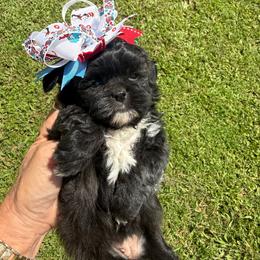 Black and white girl - Black and white female Shihpoo puppy in Cottondale, Florida from Pat’s precious puppies