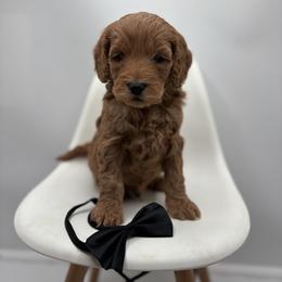 Tango - Red  male Goldendoodle puppy in Creston, Ohio from Mini Doodles Dandy