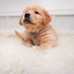 Golden Retriever, Miniature American Shepherd, and Siberian Husky Puppies from HuskiesAndGoldensWithFinesse