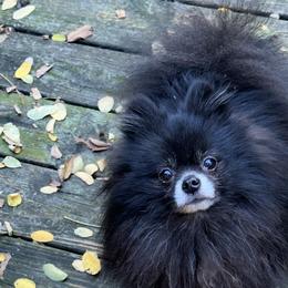 AKC Mogie - Pomeranian