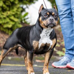 Roxy - American Bully
