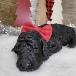 Rick - Black male Goldendoodle puppy in Woodburn, Indiana from DNLS Doodle Puppies