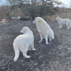 Maremma Sheepdog Puppies from JT Little Critter Farm