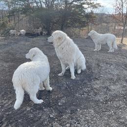 Maremma Sheepdog Puppies from JT Little Critter Farm