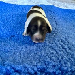 Stormie - Cream female Dachshund puppy in Wolf Lake, Indiana from Canisteo Dachshunds