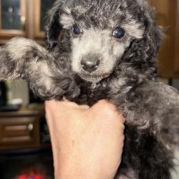Silver girl 1 - Silver female Poodle puppy in Birmingham, Alabama from Stormborn