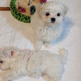 Maltese, Maltipoo, and Morkie Puppies from The Aristocratic Puppy Patch