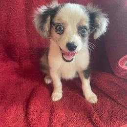 Little blue merle g - Blue merle female Toy Australian Shepherd puppy in Springfield, Missouri from Donnie's Miniature & Toy Australian Shepherds