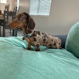 Kali - Dachshund