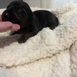 Sven - Brindle male Dachshund puppy in St. Cloud, Virginia from White Oak Kennels