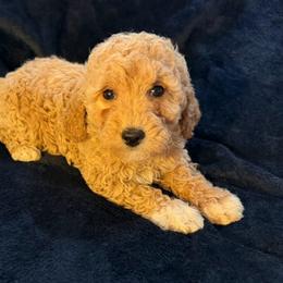 Blue Collar, Female - Apricot female Goldendoodle puppy in Valley Center, Kansas from The Goldendoodle Gal