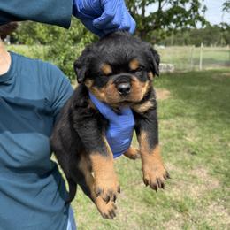 Black Collar - Black and mahogany male Rottweiler puppy in Batesburg, South Carolina from Vom Haus Bulnes