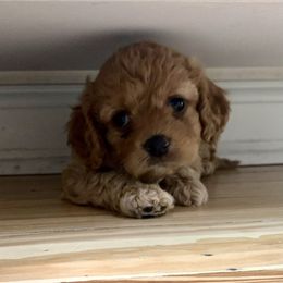 Cavapoo Puppies from Coastal Cavapoos