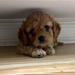 Cavapoo Puppies from Coastal Cavapoos