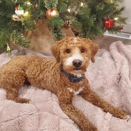 Towa - Goldendoodle