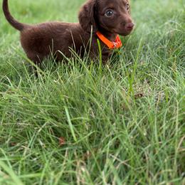 Toy Sized .. Kilo - Chocolate and tan male Dachshund puppy in Springfield, Ohio from LUXEYPUPS