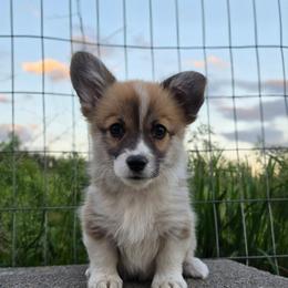 Marshmallow Fluff - Sable female Pembroke Welsh Corgi puppy in Washington from Castle View Royal Rumps