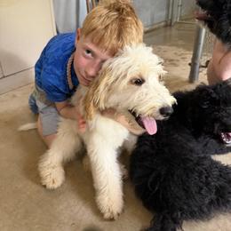 Cockapoo and Goldendoodle Puppies from Diva’s Darling Doodles