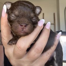 Brownie - Chocolate and tan male Chihuahua puppy in Citrus Heights, California from Golden State Chihuahuas