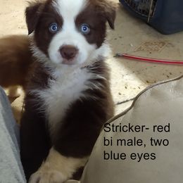 Miniature Australian Shepherd Puppies from Midnitestar Aussies and Training