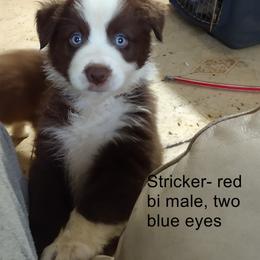Miniature Australian Shepherd Puppies from Midnitestar Aussies and Training