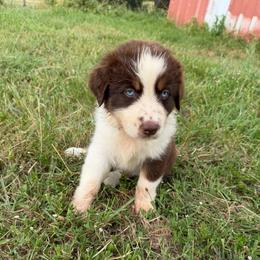 Colin (RTM) - Red tri-color male Australian Shepherd puppy in Hubbard, Texas from Poston Paddock Aussies LLC