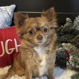 Robin - Chihuahua