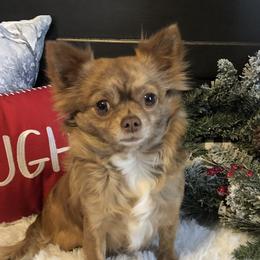 Robin - Chihuahua