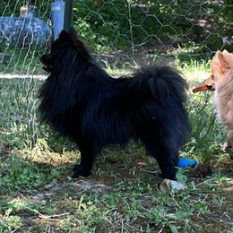 Baloo - Pomeranian