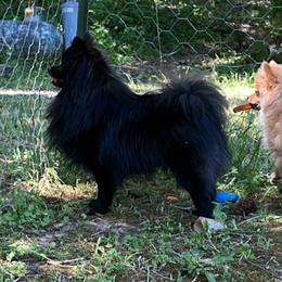 Baloo - Pomeranian