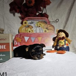 Male 1 - Black and tan male Yorkshire Terrier puppy in Galax, Virginia from Blueberry Hill Yorkies