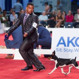 Australian Terriers and Rat Terriers from Seegmiller Standard Rat Terriers