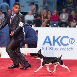Australian Terriers and Rat Terriers from Seegmiller Standard Rat Terriers