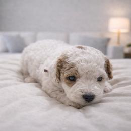 Odessa - Parti female Goldendoodle puppy in Pittsburg, Texas from Grace Springs Goldendoodles