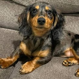 Dachshunds from Angell Weens